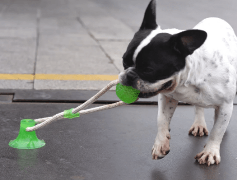Dog tug toy top that sticks to floor