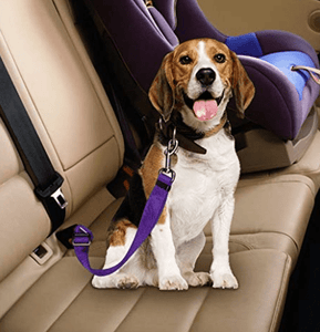 Best Dog Harness Clip Seat Belt